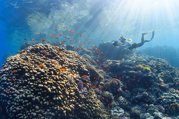 Scuba diver exploring untouched coral reefs on a liveaboard trip in Saudi Arabia’s Red Sea.
