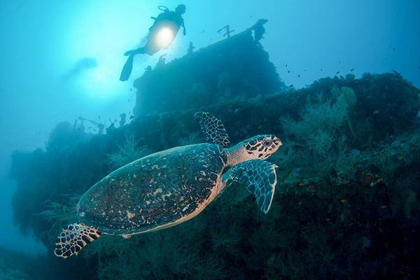 Scuba diver in the Maldives comparing liveaboard diving with resort diving, showcasing boats, coral reefs, and tropical islands.