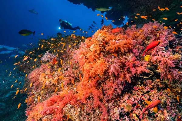 Diver on a Maldives liveaboard surrounded by manta rays, whale sharks, and colorful coral reef fish in crystal-clear waters.