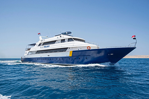 Scuba diver swimming alongside a school of dolphins in Egypt’s Red Sea during a liveaboard trip.
