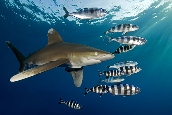 Scuba diver swimming alongside an oceanic whitetip shark in the deep blue waters of Egypt’s Red Sea during a liveaboard expedition.