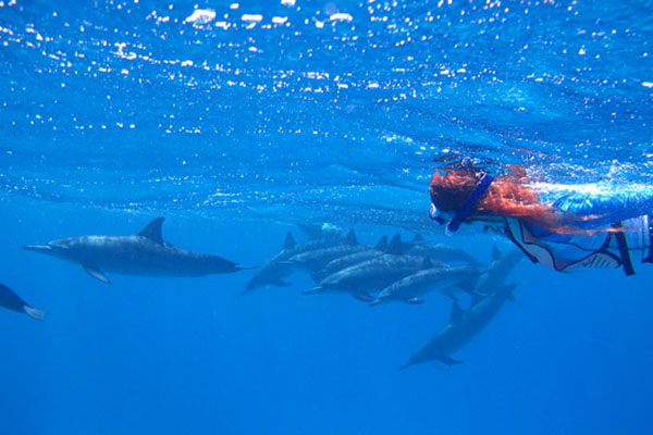 Diver swimming alongside wild dolphins in the Red Sea during an Egyptian liveaboard trip, surrounded by clear blue water and coral reefs.