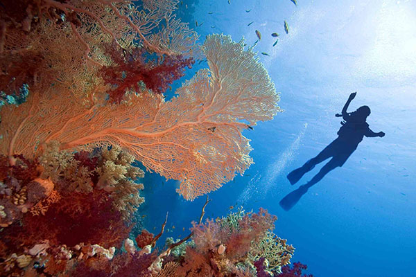 Close-up macro shot of tiny Red Sea marine life, including nudibranchs, shrimp, and vibrant coral details captured by a diver underwater.