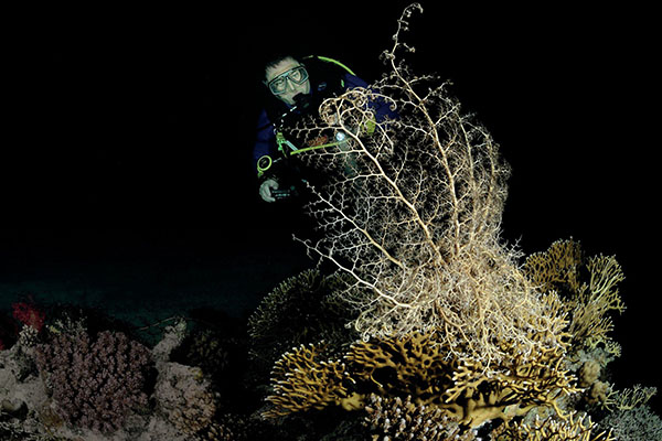 Night diving in the Red Sea showcasing glowing corals, nocturnal marine life, and divers exploring bioluminescent waters under torchlight.