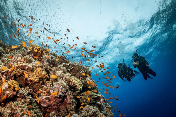 Colorful coral reef teeming with marine life, including clownfish, moray eels, and reef sharks, captured during a Red Sea liveaboard diving trip in Egypt.
